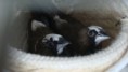 /album/bengalins/dsc00484-jpg/
